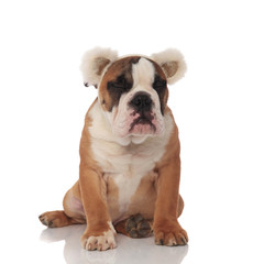 Obraz na płótnie Canvas sleepy brown english bulldog with bear ears sitting