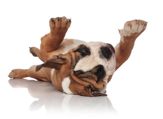 adorable english bulldog lying on back and looking at paws