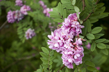 Pink blossoming acacia flowers on green leaves background