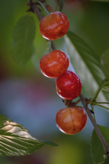 red ripe cherries on a tree