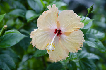 Hibiscus flower in the garden