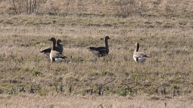 Wild geese on the field-video shooting with great approximation. The rest stop for migratory birds.
