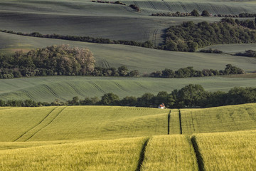 Obraz premium Wavy Fields of South Moravian, Moravia, South Moravia, Czech republic