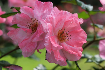 Pink wild roses