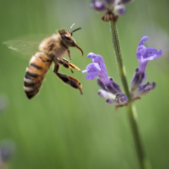 Bee Pollinating On Blossom