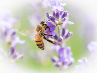 Bee Pollinating On Blossom