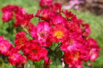 Detail of red roses bush as floral background