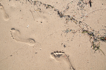 mikroplastik am strand von mallorca