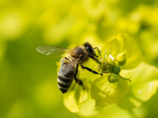 Bee Pollinating On Flower