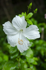 Hibiscus flower in the garden