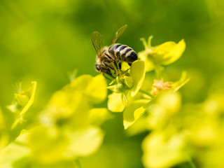 Bee Pollinating On Flower