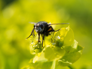 Fly Resting On A Flower
