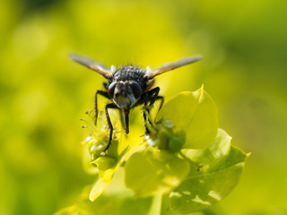 Fly Resting On A Flower