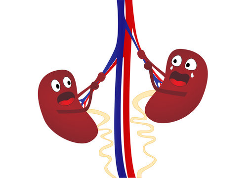kidney disease nephroptosis, two cartoon kidneys, isolated on white  background, horizontal vector illustration Stock Vector | Adobe Stock