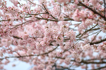 桜の花