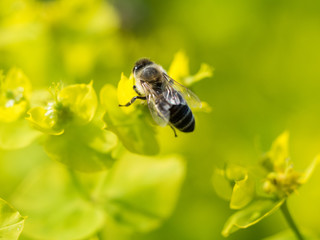 Bee Pollinating On Flower