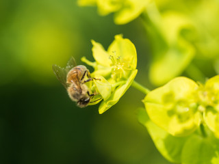 Bee Pollinating On Flower