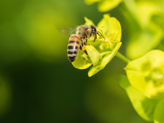 Bee Pollinating On Flower