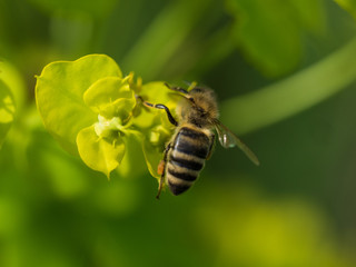 Bee Pollinating On Flower