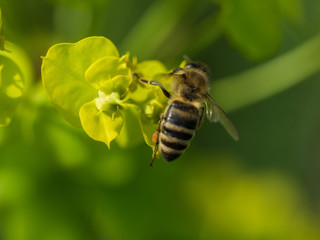 Bee Pollinating On Flower