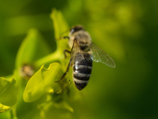 Bee Pollinating On Flower