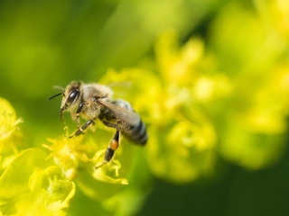 Bee Pollinating On Flower
