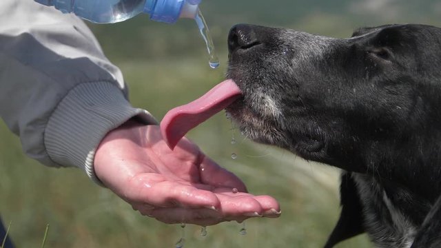 a dog drinks water that pours from a bottle