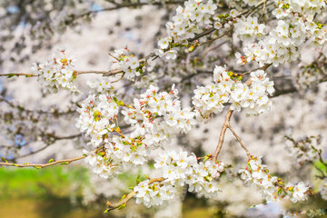Beautiful cherry blossom or sakura in   japanese  in spring time.