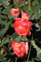 Bud of red rose