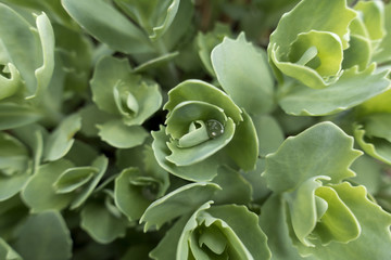 Top view of green leaves of a Hylotelephium Telephium with a drop of dew