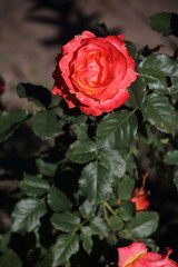 Bud of red rose