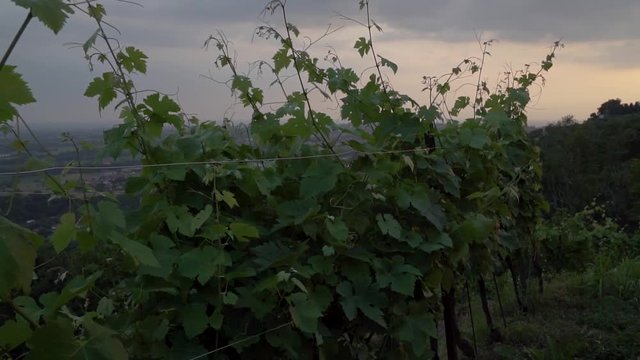 montevecchia vineyard sunset italy wine red