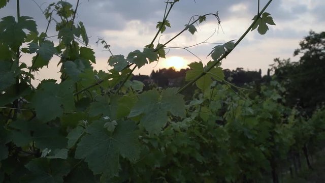 montevecchia vineyard sunset italy wine red