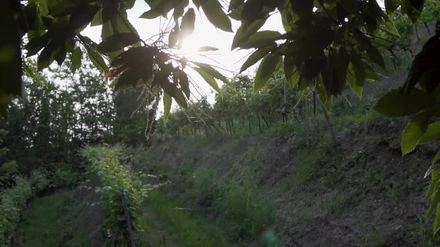 montevecchia vineyard sunset italy wine red