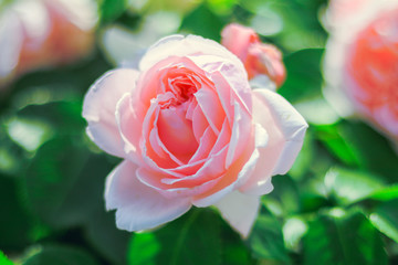 Pink rose blooming  in the summer or spring day with copy space .