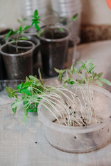 Young green sprouts in white round box