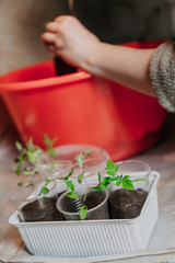 Small green seedlings in plastic containers