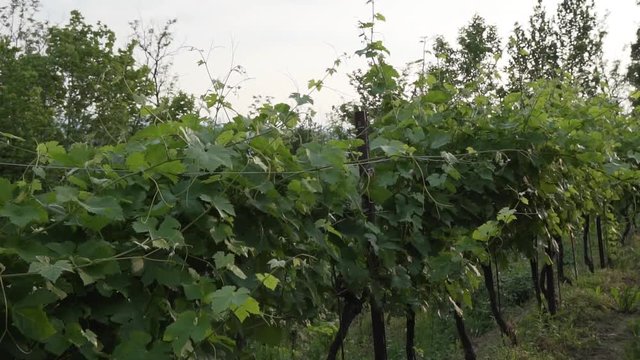 montevecchia vineyard sunset italy wine red
