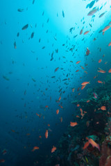 Naklejka na ściany i meble Schools of fish and healthy coral reef underwater