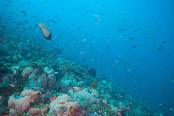 Fototapeta na wymiar Schools of fish and healthy coral reef underwater