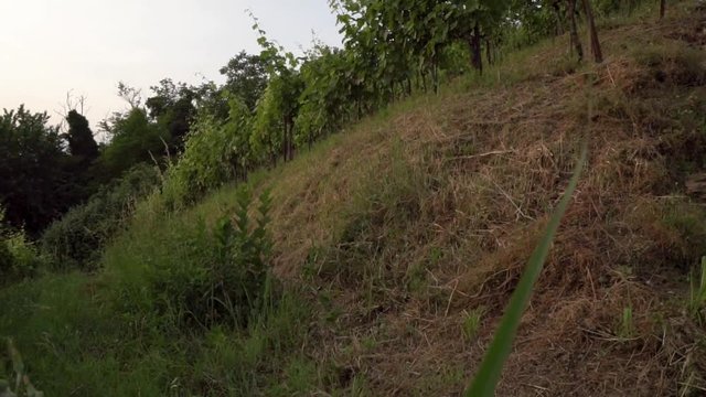 montevecchia vineyard sunset italy wine red