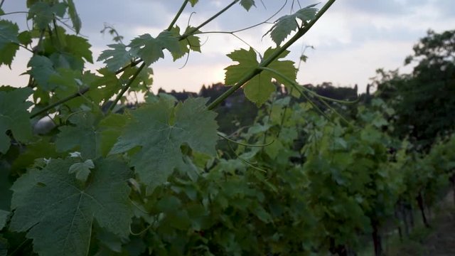montevecchia vineyard sunset italy wine red