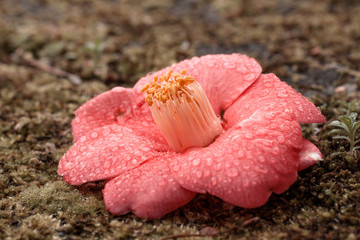 soft pink camellia flower with rain drops