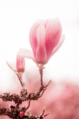 pink magnolia flower close up