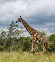 single giraffe in wild south africa