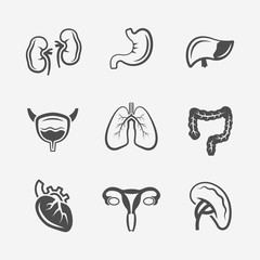 Human internal organs vector medical icons