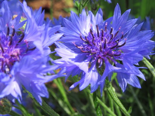Blue flowers in the garden