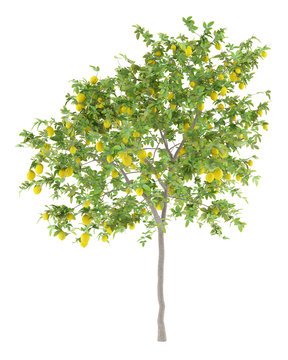 lemon tree with lemons isolated on white background