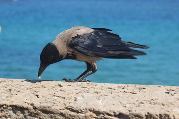 Hooded Crow Tel Aviv