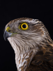 falcon isolated